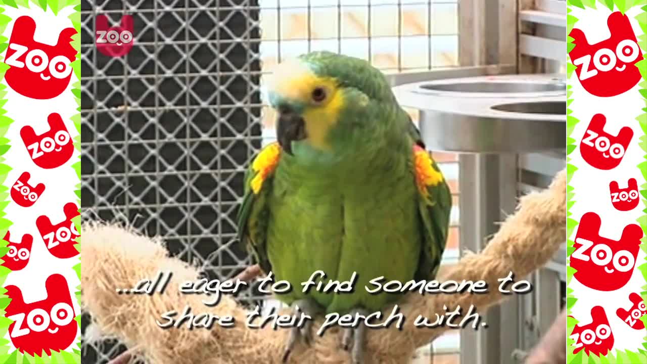 Parrot Dating Agency Is Open For Business