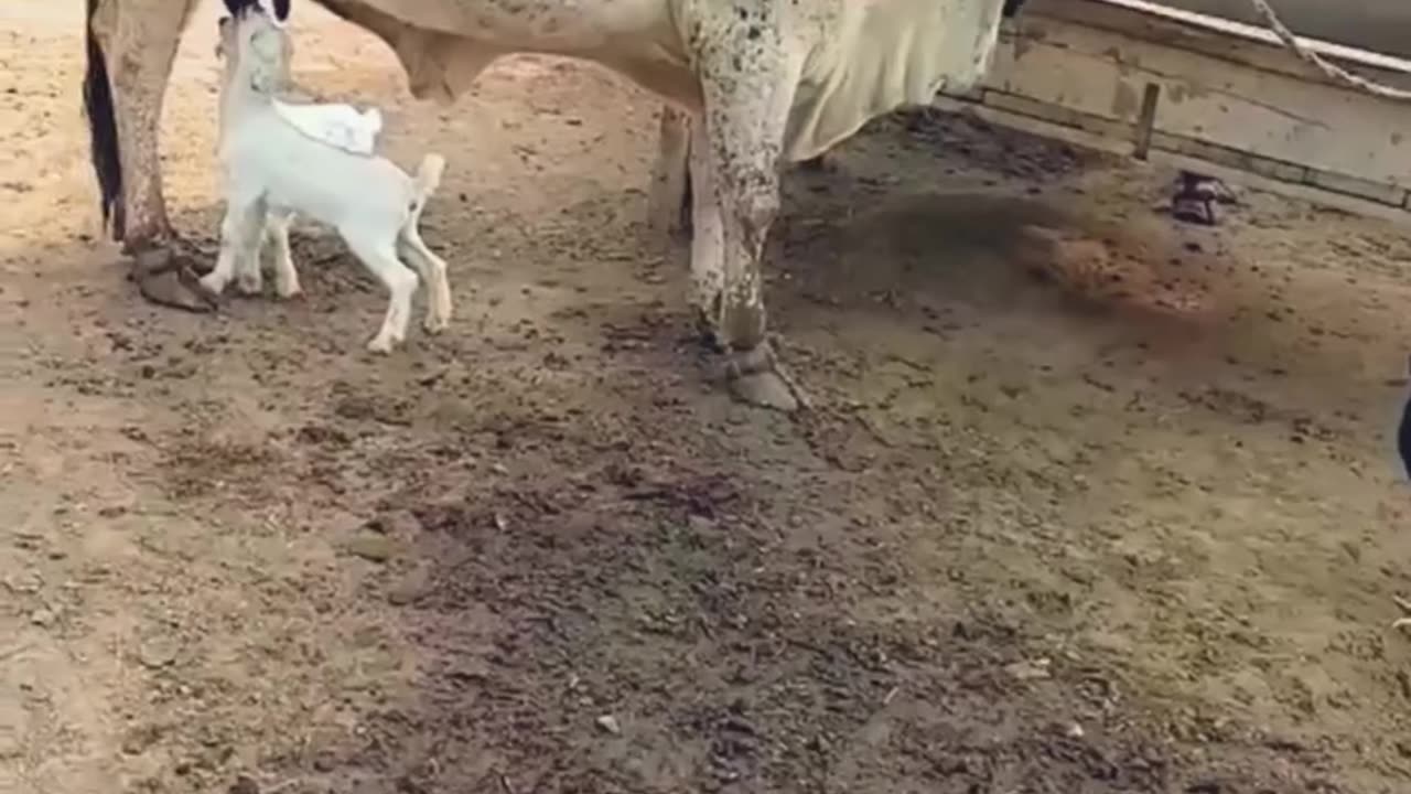 Cow friendship