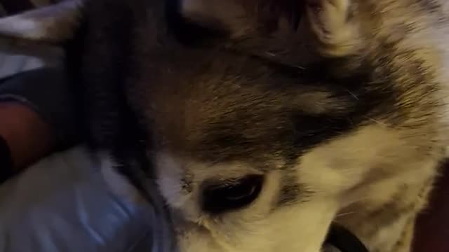 Husky wants Mamma's snack