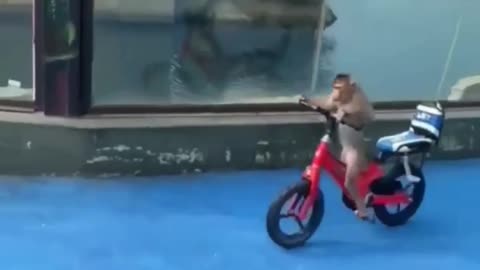 Monkey Riding the Bike 🚲😇🤓🐒