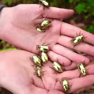 Golden scarab beetles