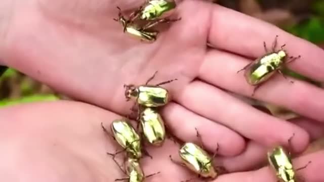 Golden scarab beetles