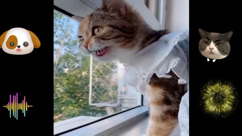 Cute baby cat Funny Video || Funny 🤣 Vedio Animals || Baby Cats Fun || Try To Not Laughing.