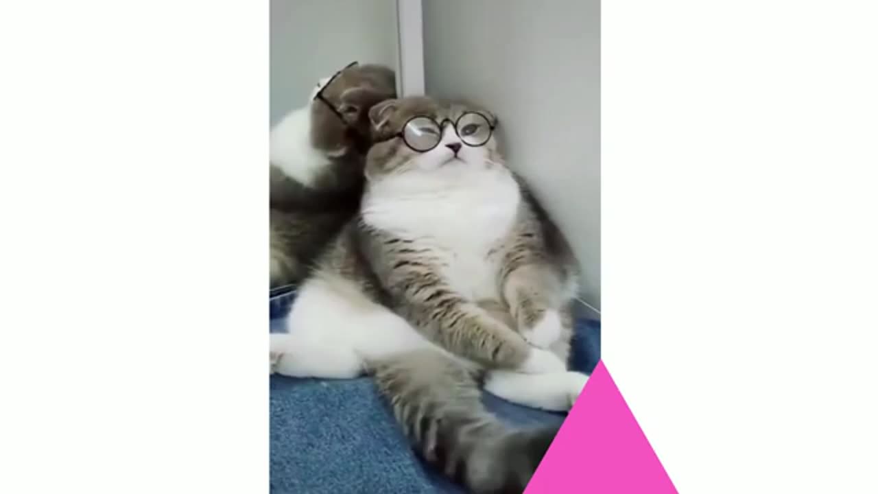 Cute Cat Videos