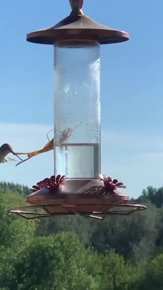 Louva Deus comendo sabia