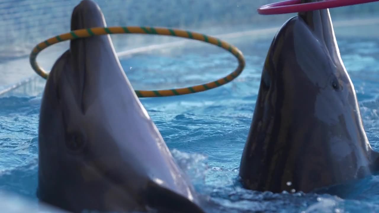 Dolphine's Hula Hoop