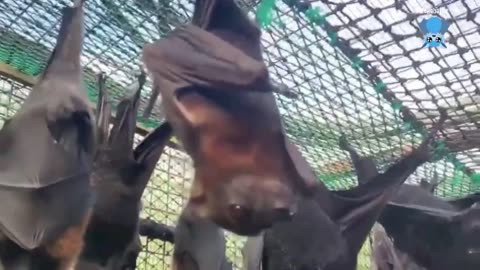 Rescuing a flying-fox in a backyard this is Mr Gummy Bear