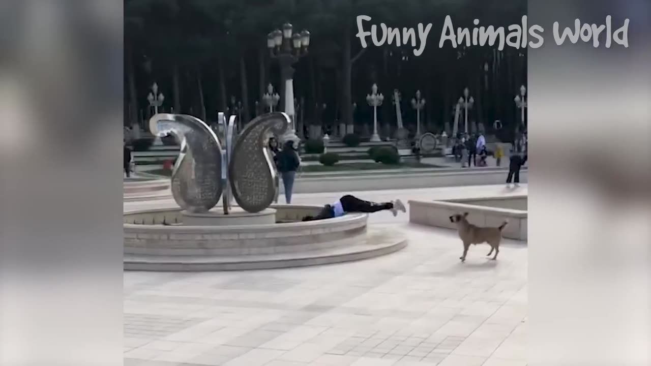 Whacky and funny animals