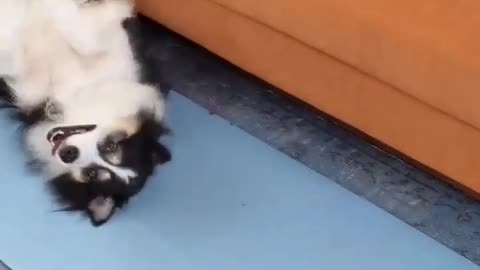 Fliping body funny dog 2022 video