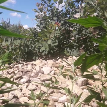 Wild stone, sky, wind and greenery