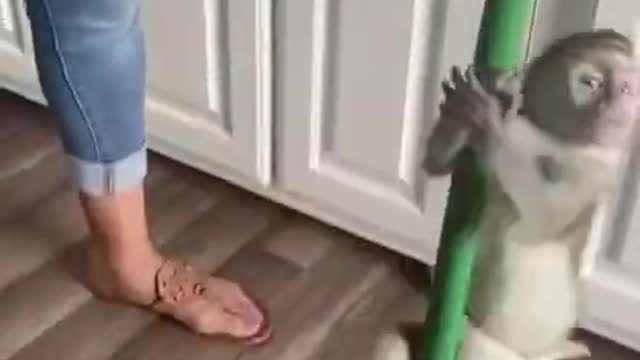 monkey 🐒 on a pole🐒