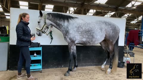 Eqclusive Grey Pack - for grey, white, coloured, skewbald, piebald horses