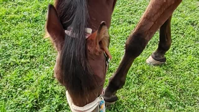 Auggie the Rescue horse