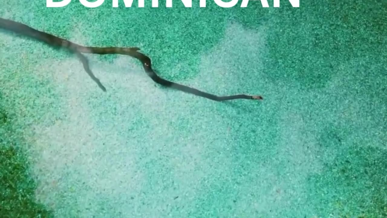 DOMINICAN