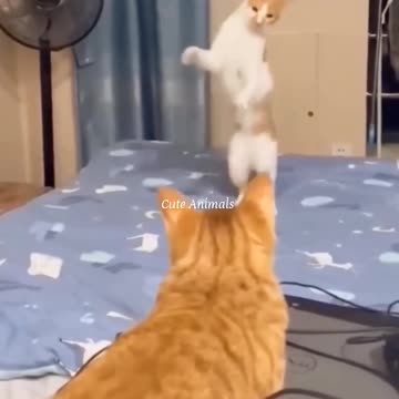 Funniest Cute Animal Videos 2024 😅
