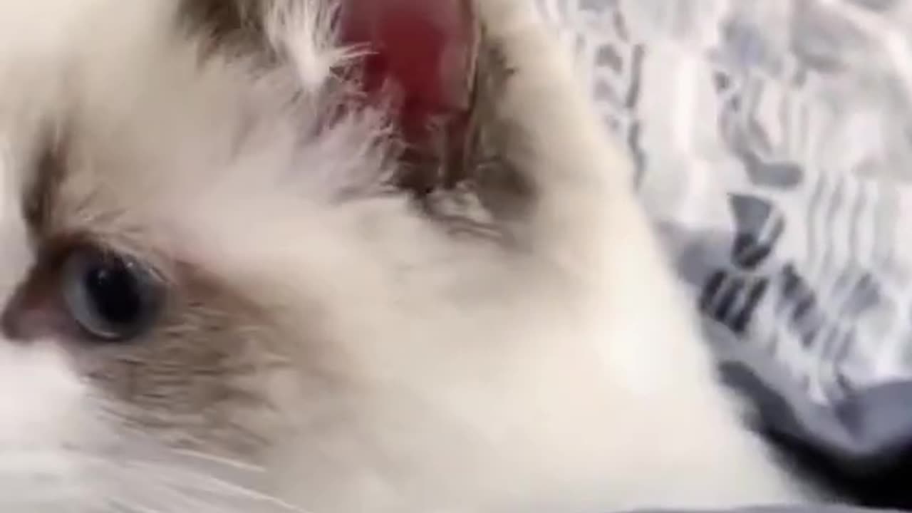 Cute Cat Surprised