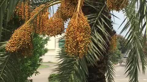 Amazing view of dates tree in garden.