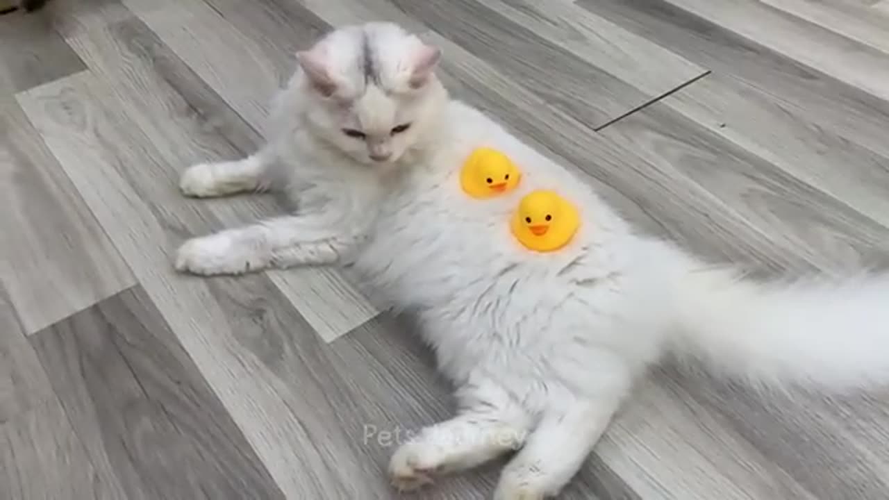 New Funny Animals 2024 😄 Funniest Cats and Dogs Videos 😻🐶