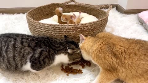 Happy moment of the cat family |The mother cat will have an extra friend to take care of the kittens