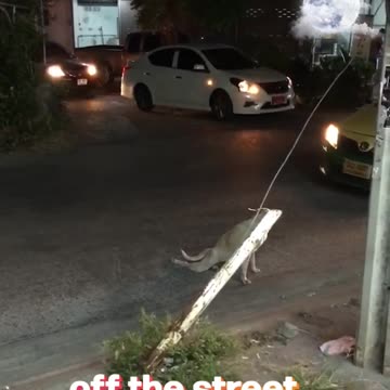 A DOg plays a prank on people in the middle of the streets and stops traffic 🤣