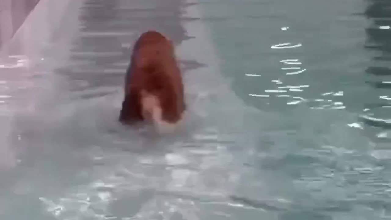 Dog enjoying in water