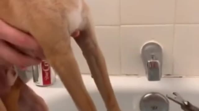 The dog โwell this is where I dieโ ๐๐๐