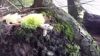 Mushroom