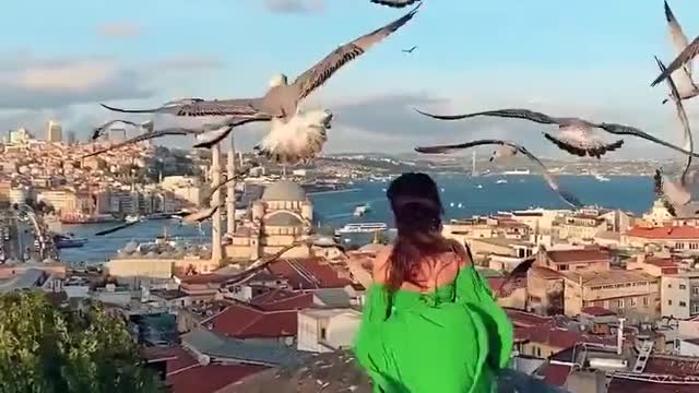 Dancing with pigeons