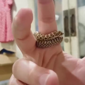 Cute "Live Snake" Ring 😍