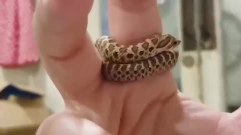 Cute "Live Snake" Ring 😍