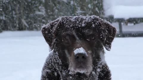 Adorable puppy sees snow for the very first time