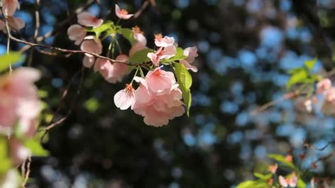 The beautiful sea of flowers brings you good mood