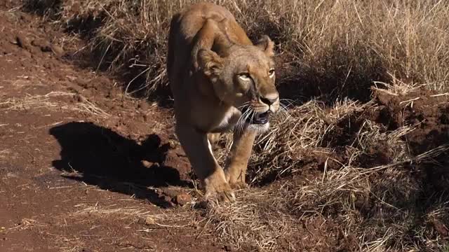 Can Tiger Mate With Lioness_Cut