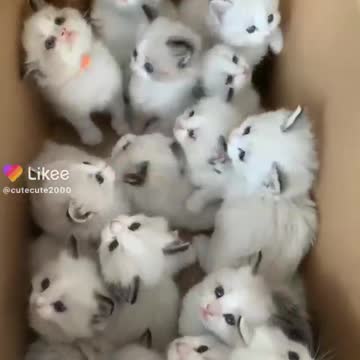 cute animals