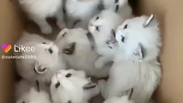 cute animals