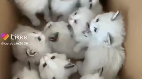 cute animals