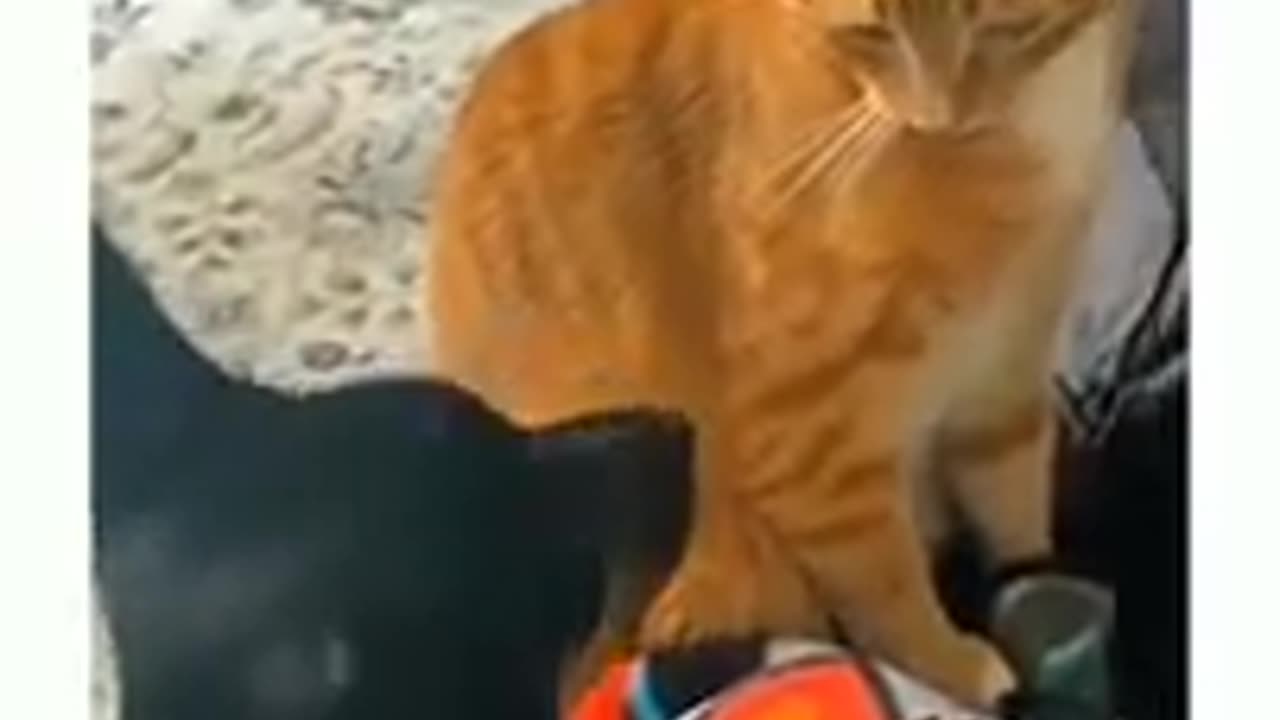 Very Funny cats and dogs