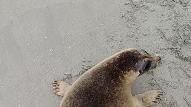 Let's protect this planet so seals can swing like this