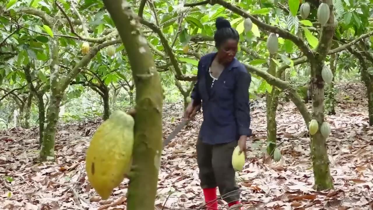 How Chocolate is Made