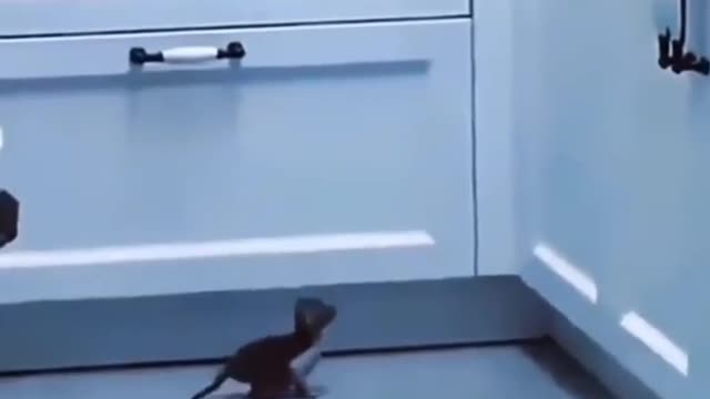 Cat's confidence