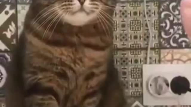 This cat is not having it 😹#shorts