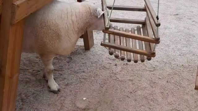 ANIMAIS DA FAZENDINHA / FLORIANÓPOLIS