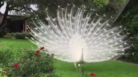 Beautiful peacock opening feathers.