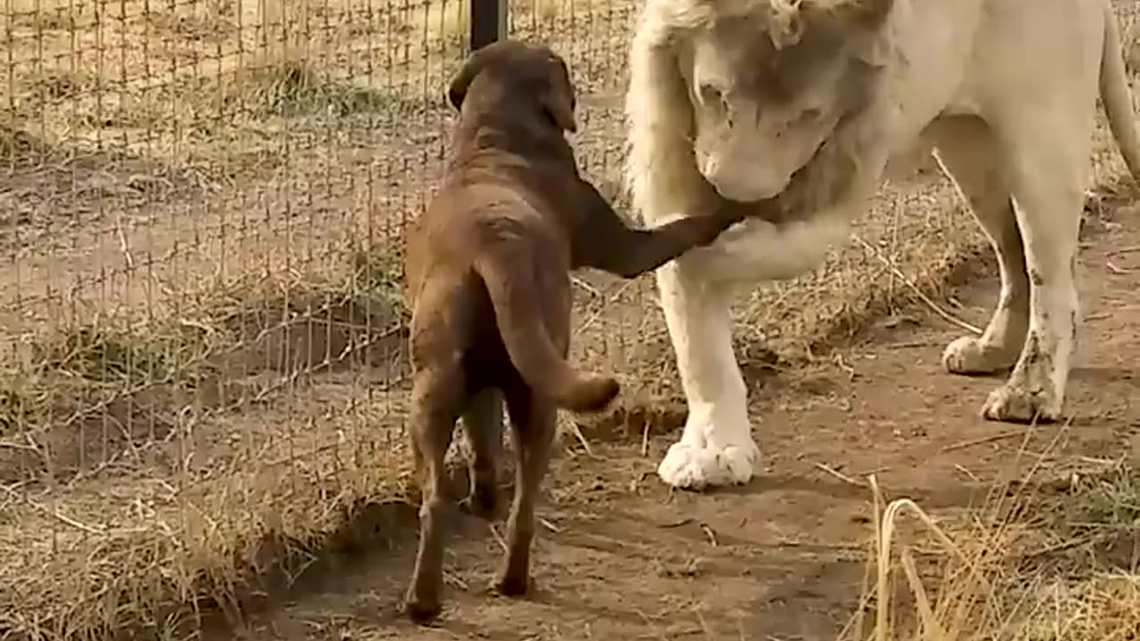 A cute lion gives smooches to puppy's paw 🐾