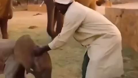 How elephants teach their baby to treat people