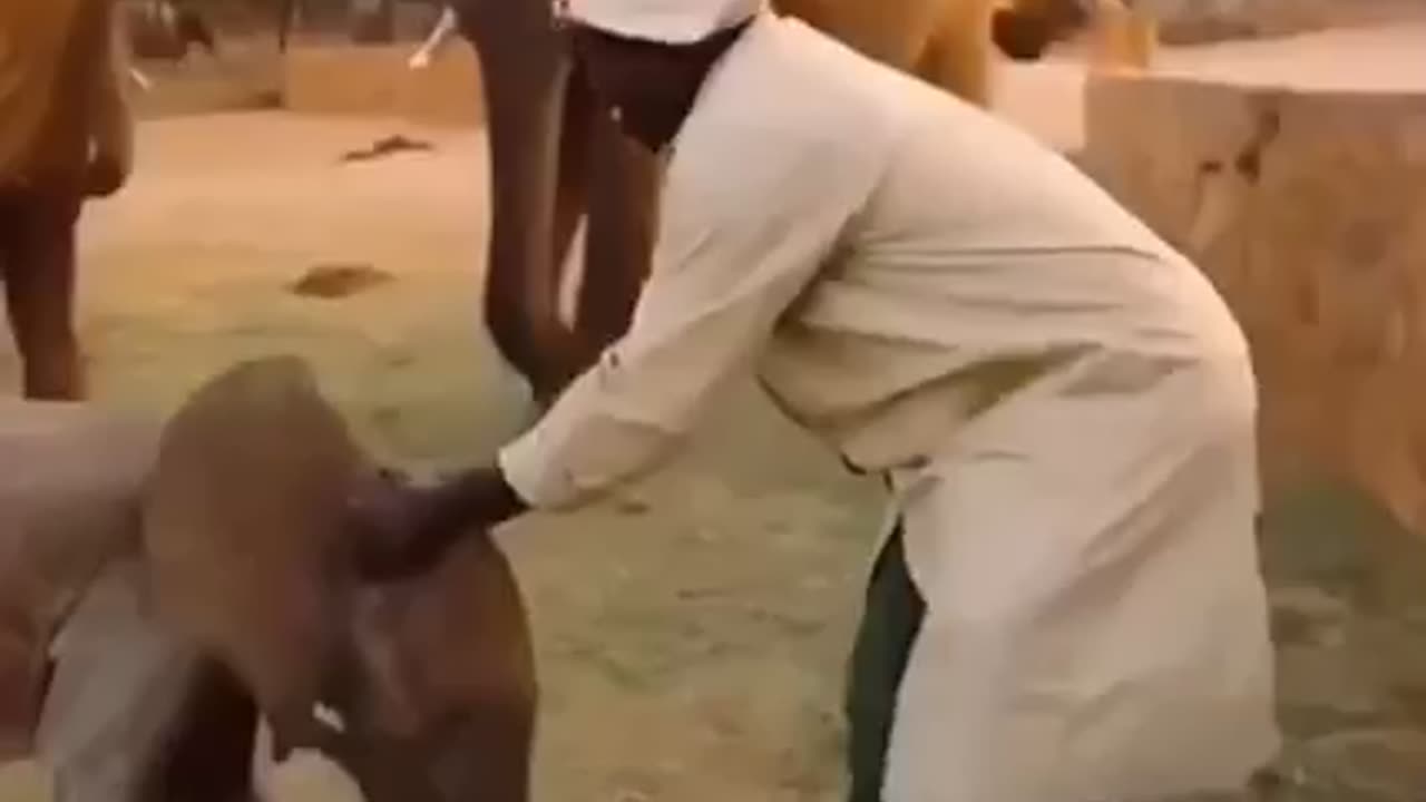 How elephants teach their baby to treat people