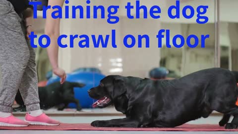 Training the dog to crawl on Floor