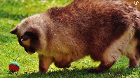 10 Biggest Cat Breeds