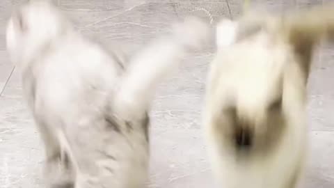 Cute cat
