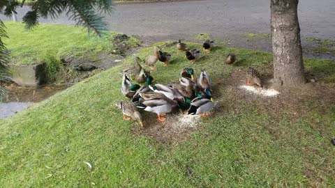 Serving Duck for Dinner